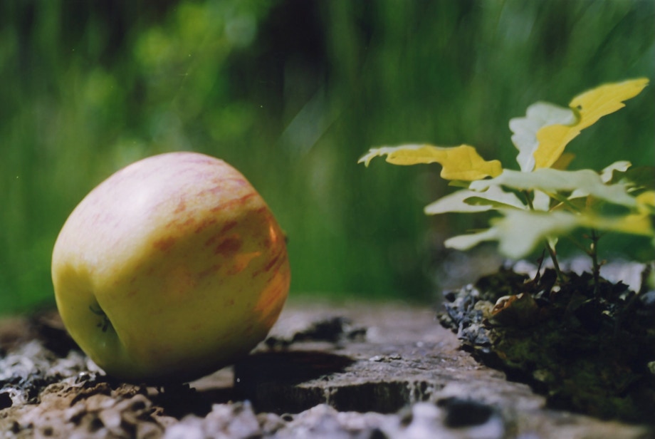 Schnecke — the slow death of an apple