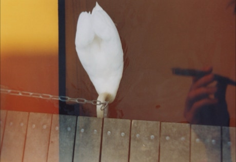 worlitzer schwan mit blunt
